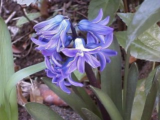 ヒヤシンス植えっぱなし A Life With Flowers 花ある生活のブログ